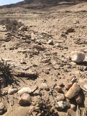 Portulacaria pygmaea