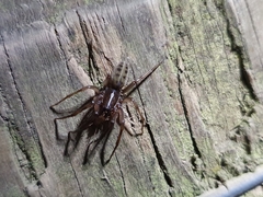 Gippsicola
