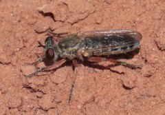 Laphystia