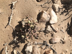 Portulacaria pygmaea