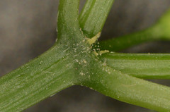Euphorbia graminea