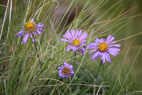 Alpine Aster