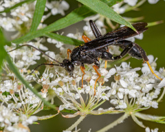 Exetastes fornicator nervulus