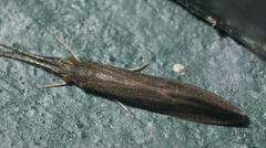 Oecetis inconspicua