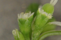 Euphorbia graminea