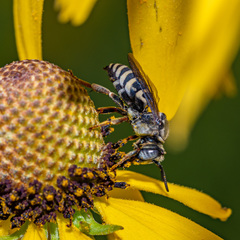 Triepeolus pectoralis