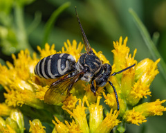 Triepeolus pectoralis