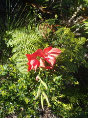 Gladiolus sempervirens