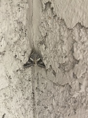 Melipotis perpendicularis