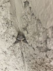 Melipotis perpendicularis