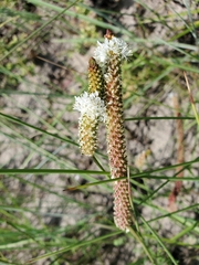 Dalea phleoides