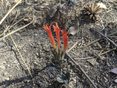 Monardella macrantha hallii