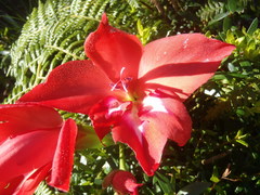 Gladiolus sempervirens