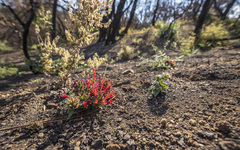 Monardella macrantha hallii