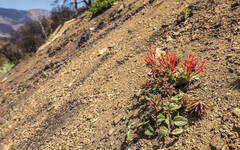 Monardella macrantha hallii