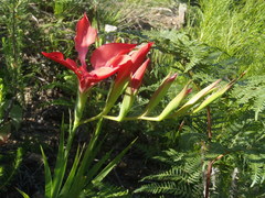 Gladiolus sempervirens