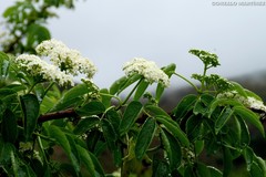 Sambucus peruviana