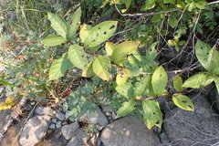 Lonicera involucrata