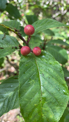 Frangula betulifolia