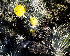 Leucospermum tomentosum