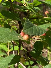 Frangula betulifolia