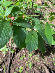 Frangula betulifolia