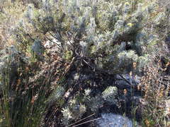 Leucospermum tomentosum