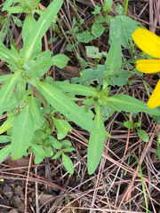 Frangula betulifolia