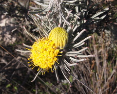 Leucospermum tomentosum