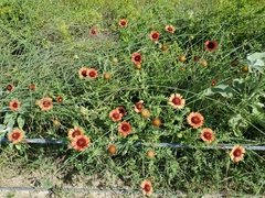 Gaillardia amblyodon