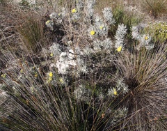 Leucospermum tomentosum