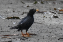 Turdus leucops