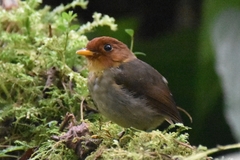 Grallaricula cucullata