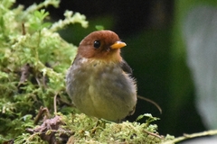 Grallaricula cucullata