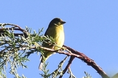 Spinus xanthogastrus