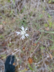 Centaurea aspera stenophylla