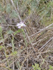 Centaurea aspera stenophylla