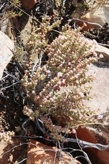 Crassula rupestris rupestris