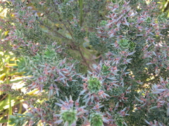 Indigofera flabellata