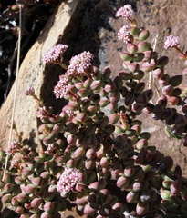 Crassula rupestris rupestris