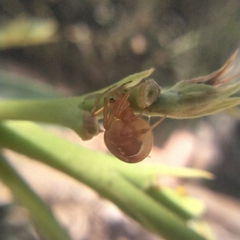 Nihonhimea tesselata