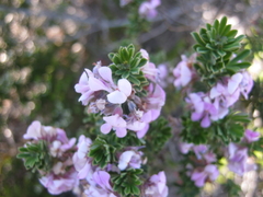 Indigofera flabellata