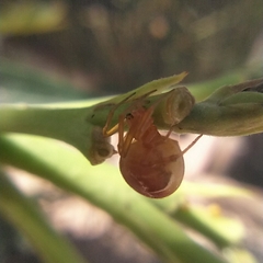 Nihonhimea tesselata