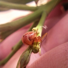 Nihonhimea tesselata