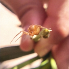 Nihonhimea tesselata