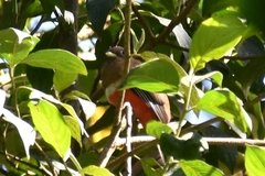 Trogon collaris