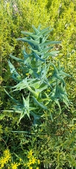 Ferraria foliosa