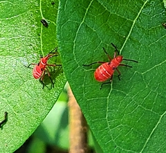 Dysdercus suturellus