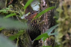 Premnoplex brunnescens