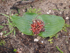 Daubenya zeyheri